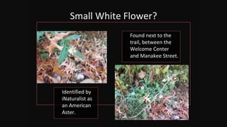 Small White Flower?
Found next to the
trail, between the
Welcome Center
and Manakee Street.
Identified by
iNaturalist as
an American
Aster.
 