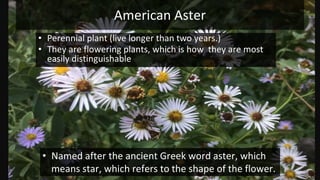 • Perennial plant (live longer than two years.)
• They are flowering plants, which is how they are most
easily distinguishable
• Named after the ancient Greek word aster, which
means star, which refers to the shape of the flower.
American Aster
 
