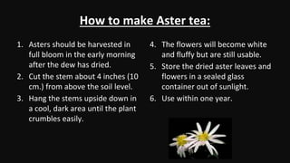 How to make Aster tea:
1. Asters should be harvested in
full bloom in the early morning
after the dew has dried.
2. Cut the stem about 4 inches (10
cm.) from above the soil level.
3. Hang the stems upside down in
a cool, dark area until the plant
crumbles easily.
4. The flowers will become white
and fluffy but are still usable.
5. Store the dried aster leaves and
flowers in a sealed glass
container out of sunlight.
6. Use within one year.
 