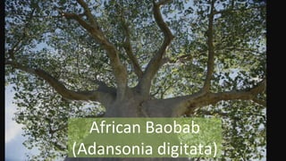 African Baobab
(Adansonia digitata)
 