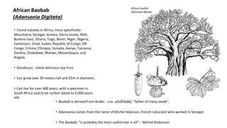 African Baobab
(Adansonia Digitata)
• Found natively in Africa, more specifically:
Mauritania, Senegal, Guinea, Sierra Leone, Mali,
Burkina Faso, Ghana, Togo, Benin, Niger, Nigeria,
Cameroon, Chad, Sudan, Republic of Congo, DR
Congo, Eritrea, Ethiopia, Somalia, Kenya, Tanzania,
Zambia, Zimbabwe, Malawi, Mozambique, and
Angola.
• Deciduous : sheds delicious ripe fruit.
• Can grow over 30 meters tall and 25m in diameter.
• Can live for over 400 years, with a specimen in
South Africa said to be carbon dated to 6,000 years
old.
• Baobab is derived from Arabic ‫بو‬‫باب‬ ِ‫ح‬ (būħibāb), "father of many seeds“.
• Adansonia comes from the name of Michel Adanson, French naturalist who worked in Senegal.
• The Baobab, “is probably the most useful tree in all”. - Michel Andanson
 