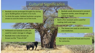Cultural Significance
• Baobabs survive prolonged droughts by storing
up to 30,000 gallons of water in its trunk.
• To drink this water, Kalahari bushmen use grass
straws to suck the water out of the trunk.
• Baobab seeds discovered in ancient
Egyptian tombs, even though not
native to Egypt.
• Bark is fire resistant and is used for
making cloth and rope.
• The leaves are used as condiments
and medicines.• Hollowed out baobab trunks are
used for water storage in villages.
• Baobab tree is also known as
known as the “Tree of Life” • Has been a source of food and income
for centuries.
 