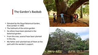 The Garden’s Baobab
• Donated by the Royal Botanical Garden,
Kew London in 1983.
• The hallmark of the entire garden
• Six others have been planted in the
botanical garden.
• From this tree, several have been planted
in the city.
• My father and I planted two of them at the
park with the warden’s support.
 