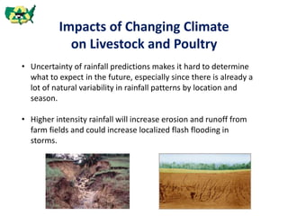 Impacts of Changing Climate
on Livestock and Poultry
• Uncertainty of rainfall predictions makes it hard to determine
what to expect in the future, especially since there is already a
lot of natural variability in rainfall patterns by location and
season.
• Higher intensity rainfall will increase erosion and runoff from
farm fields and could increase localized flash flooding in
storms.
 