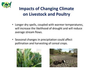 Impacts of Changing Climate
on Livestock and Poultry
• Longer dry spells, coupled with warmer temperatures,
will increase the likelihood of drought and will reduce
average stream flows.
• Seasonal changes in precipitation could affect
pollination and harvesting of cereal crops.
 
