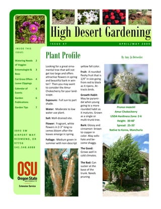 High Desert Gardening
                            I S S U E   4 7                                            A P R I L / M A Y   2 0 0 9  
INSIDE THIS 


                        Plant Profile
ISSUE: 

                                                                                         By Amy Jo Detweiler
Watering Needs  2 
of Veggies 
                        Looking for a great orna‐       yellow fall color.  
Entomologist &     3    mental tree that will not 
                                                        Fruit:  A rounded 
Bees                    get too large and offers 
                                                        fleshy fruit that is 
                        attractive flowers in spring 
Cut Grass Often‐  4                                     1/4” in size going 
                        and beautiful bark in win‐
Leave Clippings                                         from red to black 
                        ter?  Then you may want 
                                                        as it ripens. At‐
Calendar of        6    to consider the Amur 
                                                        tracts birds.  
                        Chokecherry for your land‐
Events 
                        scape.                          Growth Habit:  
Garden             6                                    May be pyrami‐
                        Exposure:  Full sun to part 
Publications                                            dal when young 
                        shade. 
                                                        going to a more 
Garden Tips        7                                                                 Prunus maackii 
                        Water:  Moderate to low         rounded habit as 
                        water use plant.                it matures. Grown           Amur Chokecherry 
                                                        as a single or          USDA Hardiness Zone: 2‐6  
                        Soil: Well‐drained site.  
                                                        multi‐trunk tree.             Height:  30‐40’ 
                        Flower:  Fragrant, white 
                                                        Bark: Glossy and              Spread:  25‐35’ 
                        flowers in 2‐3” long ra‐
                                                        cinnamon‐ brown         Native to Korea, Manchuria 
3893 SW                 cemes bloom after the 
                                                        to copper in 
AIRPORT WAY             leaves emerge in spring. 
                                                        color. May exfo‐
REDMOND, OR             Foliage:  Medium green in       liate and be‐
97756                   summer with non‐descript        come shaggy.   
541.548.6088                                            The Good:   
                                                        Grows well in 
                                                        cold climates.  
                                                         
                                                        The Bad: Can 
                                                        sucker at the 
                                                        base of the 
                                                        trunk. Needs 
                                                        pruning  
 