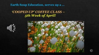 Earth Soup Education, serves up a …
‘COOPED UP’ COFFEE CLASS –
5th Week of April!
©
 