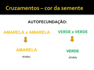 AUTOFECUNDAÇÃO:
VERDE x VERDE
VERDE
AMARELA x AMARELA
AMARELA
(PURA) (PURA)