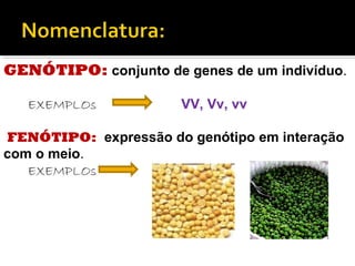 GENÓTIPO: conjunto de genes de um indivíduo.
EXEMPLOs VV, Vv, vv
FENÓTIPO: expressão do genótipo em interação
com o meio.
EXEMPLOs