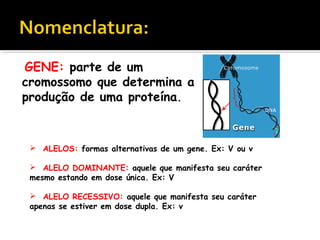  ALELOS: formas alternativas de um gene. Ex: V ou v
ALELO DOMINANTE: aquele que manifesta seu caráter
mesmo estando em dose única. Ex: V
ALELO RECESSIVO: aquele que manifesta seu caráter
apenas se estiver em dose dupla. Ex: v
GENE: parte de um
cromossomo que determina a
produção de uma proteína.