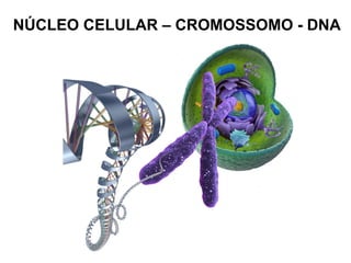 NÚCLEO CELULAR – CROMOSSOMO - DNA