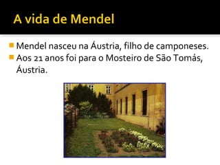  Mendel nasceu na Áustria, filho de camponeses.
Aos 21 anos foi para o Mosteiro de São Tomás,
Áustria.