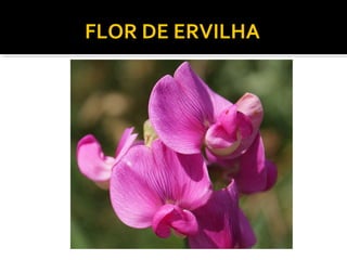 FLOR DE ERVILHA