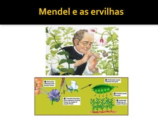 Mendel e as ervilhas