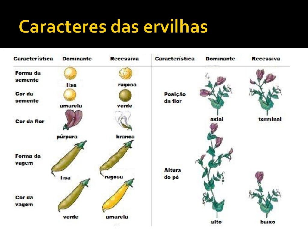A Primeira Lei De Mendel Considera Que
