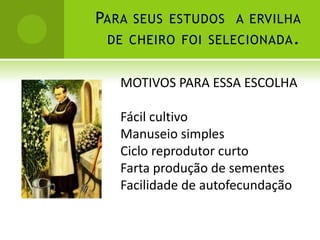 PARA SEUS ESTUDOS A ERVILHA
 DE CHEIRO FOI SELECIONADA .


   MOTIVOS PARA ESSA ESCOLHA

   Fácil cultivo
   Manuseio simples
   Ciclo reprodutor curto
   Farta produção de sementes
   Facilidade de autofecundação
 