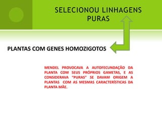 SELECIONOU LINHAGENS
                      PURAS



PLANTAS COM GENES HOMOZIGOTOS

          MENDEL PROVOCAVA A AUTOFECUNDAÇÃO DA
          PLANTA COM SEUS PRÓPRIOS GAMETAS, E AS
          CONSIDERAVA “PURAS” SE DAVAM ORIGEM A
          PLANTAS COM AS MESMAS CARACTERÍSTICAS DA
          PLANTA MÃE.
 