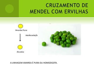 CRUZAMENTO DE
                MENDEL COM ERVILHAS




A LINHAGEM AMAREA É PURA OU HOMOZIGOTA.
 