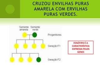 CRUZOU ENVILHAS PURAS
 AMARELA COM ERVILHAS
    PURAS VERDES.




               FENÓTIPO É A
              CARACTERÍSTICA
              EXPRESSA PELOS
                  GENES
 