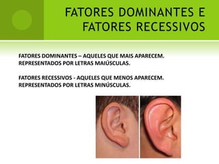 FATORES DOMINANTES E
                  FATORES RECESSIVOS

FATORES DOMINANTES – AQUELES QUE MAIS APARECEM.
REPRESENTADOS POR LETRAS MAIÚSCULAS.

FATORES RECESSIVOS - AQUELES QUE MENOS APARECEM.
REPRESENTADOS POR LETRAS MINÚSCULAS.
 