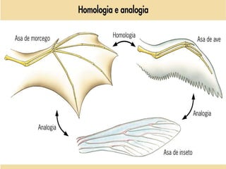 02. A comparação do padrão morfológico dos organismos
possibilita a determinação do perfil evolutivo dos grupos.
Nesse contexto, considere a imagem e responda as
questões:
A) Como é chamado esse tipo de padrão morfológico?
B) O que esse padrão indica em termos evolutivos?
C) A asa de um morcego e a asa de um inseto apresentam
esse mesmo padrão morfológico? Por quê?

 