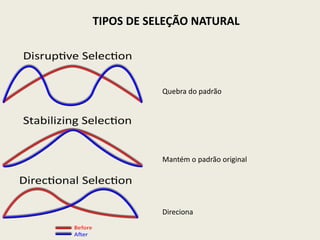 TIPOS DE SELEÇÃO NATURAL

Quebra do padrão

Mantém o padrão original

Direciona

 