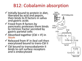 B12: Cobalamin absorption
 Initially bound to protein in diet,
liberated by acid and pepsin,
then binds to R factors in saliva
and gastric acids
 Freed from R factors by
pancreatic proteases them binds
to Intrinsic Factor secreted by
gastric parietal cells
 Absorbed together (Cbl + IF) in
ileum
 Released from IF in ileal cell then
exocytosed bound to trans-Cbl II
 Cbl bound to transcobalamin II
binds to cell surface receptors
and is endocytosed
 