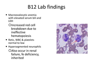 B12 Lab findings
 Macroovalocytic anemia
with elevated serum bili and
LDH
Increased red cell
breakdown due to
ineffective
hematopoiesis
 Retic, WBC & platelets
normal to low
 Hypersegmented neurophils
Also occur in renal
failure, fe deficiency,
inherited
 