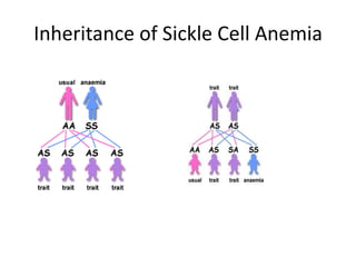 Inheritance of Sickle Cell Anemia
 