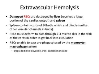 Extravascular Hemolysis
• Damaged RBCs are destroyed by liver (receives a larger
portion of the cardiac output) and spleen
• Spleen contains cords of Billroth, which end blindly (unlike
other vascular channels in body)
• RBCs must deform to pass through 2-3 micron slits in the wall
of the cords in order to get back into circulation
• RBCs unable to pass are phagocytosed by the monocyte-
macrophage system
– Degraded into biliverdin, iron, carbon monoxide
 