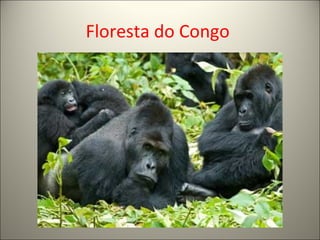 Floresta do Congo
 