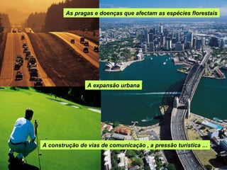 A construção de vias de comunicação , a pressão turística … As pragas e doenças que afectam as espécies florestais A expansão urbana 
