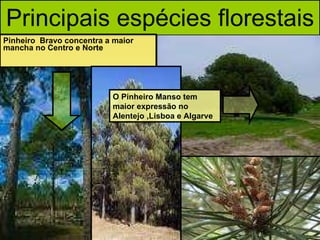 Principais espécies florestais Pinheiro  Bravo concentra a maior  mancha no Centro e Norte O Pinheiro Manso tem maior expressão no Alentejo ,Lisboa e Algarve 