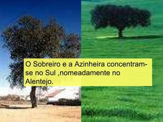O Sobreiro e a Azinheira concentram-se no Sul ,nomeadamente no Alentejo. 