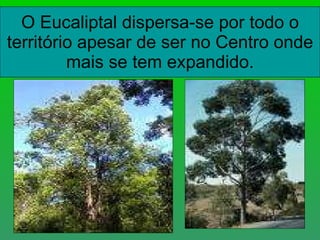 O Eucaliptal dispersa-se por todo o território apesar de ser no Centro onde mais se tem expandido. 