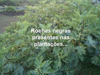 Rochas negras presentes nas plantações... 