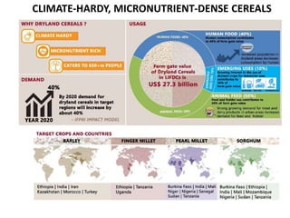 A prosperous and nutritionally secure drylands through demand-driven innovation 