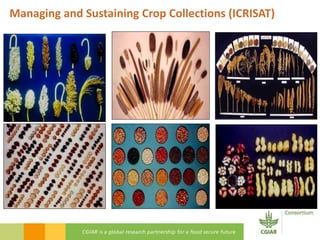 Managing and Sustaining Crop Collections (ICRISAT)
 
