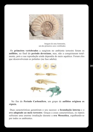 Imagem de uma Ammonite,
                             um dos primeiros seres vertebrados

 Os primeiros vertebrados a surgirem no ambiente terrestre foram os
anfíbios, no final do período devociano, mas, não a conquistaram total-
mente, pois a sua reprodução ainda dependia do meio aquático. Foram eles
que desenvolveram os pulmões (na fase adulta).

                                                                             35




  No fim do Período Carbonífero, um grupo de anfíbios originou os
répteis.

 Duas características garantiram o seu sucesso: a fecundação interna e o
ovo adaptado ao meio terrestre. Graças a essas características, os répteis
sofreram uma enorme irradiação durante a era Mesozóica, espalhando-se
por todos os ambientes.
 
