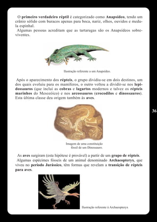 O primeiro verdadeiro réptil é categorizado como Anapsídeo, tendo um
crânio sólido com buracos apenas para boca, nariz, olhos, ouvidos e medu-
la espinhal.
 Algumas pessoas acreditam que as tartarugas são os Anapsídeos sobre-
viventes.




                             Ilustração referente a um Anapsídeo.

Após o aparecimento dos répteis, o grupo dividiu-se em dois destinos, um
dos quais evoluiu para os mamíferos, o outro voltou a dividir-se nos lepi-
dossauros (que inclui as cobras e lagartos modernos e talvez os répteis
marinhos do Mesozóico) e nos arcossauros (crocodilos e dinossauros).
Esta última classe deu origem também às aves.


                                                                                 36




                              Imagem de uma constituição
                                 fóssil de um Dinossauro.

 As aves surgiram (esta hipótese é provável) a partir de um grupo de répteis.
 Algumas espécimes fósseis de um animal denominado Archaeopteryx, que
viveu no período Jurássico, têm formas que revelam a transição de répteis
para aves.




                                          Ilustração referente à Archaeopteryx
 