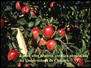 Essa é uma história verídica acontecida na Universidade de Chicago. 