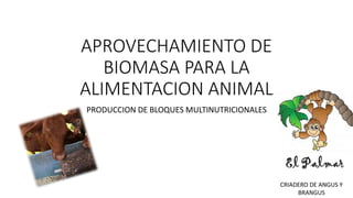 APROVECHAMIENTO DE
BIOMASA PARA LA
ALIMENTACION ANIMAL
PRODUCCION DE BLOQUES MULTINUTRICIONALES
CRIADERO DE ANGUS Y
BRANGUS
 