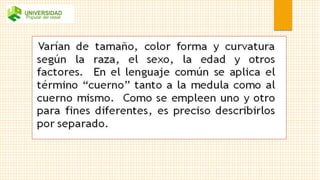 Aprovechamiento de la sangre