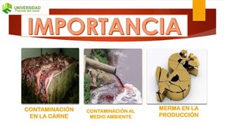 CONTAMINACIÓN
EN LA CARNE
CONTAMINACIÓN AL
MEDIO AMBIENTE
MERMA EN LA
PRODUCCIÓN
 