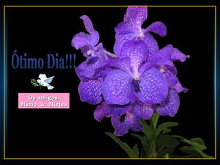 Os amigos,
Mário & Mirtes
 