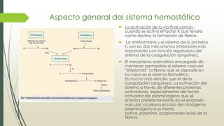 Aspecto general del sistema hemostático
 La activación de la vía final común :
cuando se activa el factor X que tendrá
como destino la formación de fibrina.
 La antitrombina y el sistema de la proteína
C son los dos mecanismos inhibidores más
importantes con función reguladora del
sistema de la coagulación sanguínea.
 El mecanismo enzimático encargado de
mantener permeable el sistema vascular
“limpiando” la fibrina que se deposite en
los vasos es el sistema fibrinolítico.
Es mucho más sencillo que el de la
coagulación sanguínea. La activación del
sistema a través de diferentes proteínas
activadoras, especialmente del factor
activador del plasminógeno que se
sintetiza preferentemente en el endotelio
vascular, ocasiona el paso del cimógemo
plasminógeno a su forma
activa, plasmina, ocasionando la lisis de la
fibrina.
 