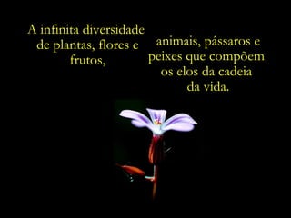 A infinita diversidade
 de plantas, flores e animais, pássaros e
        frutos,        peixes que compõem
                         os elos da cadeia
                              da vida.
 