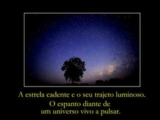 A estrela cadente e o seu trajeto luminoso.
           O espanto diante de
        um universo vivo a pulsar.
 