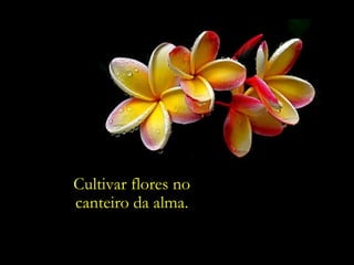 Cultivar flores no
canteiro da alma.
 