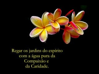 Regar os jardins do espírito
   com a água pura da
      Compaixão e
       da Caridade.
 